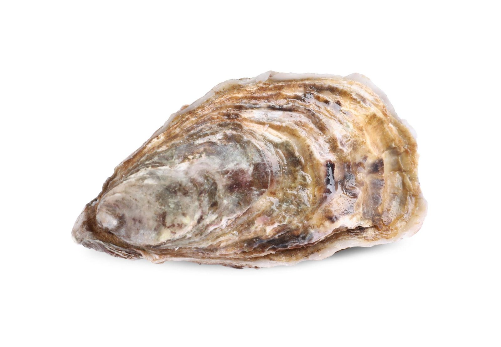 OYSTER WITH FULL SHELL