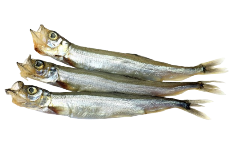 FROZEN CAPELIN WITH ROE (KARAFUTO SHISHAMO)