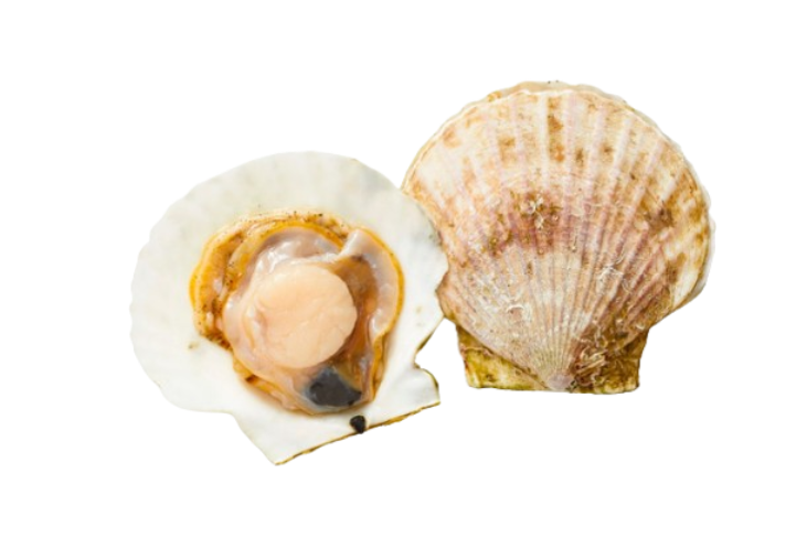 SCALLOPS WITH HALF SHELL