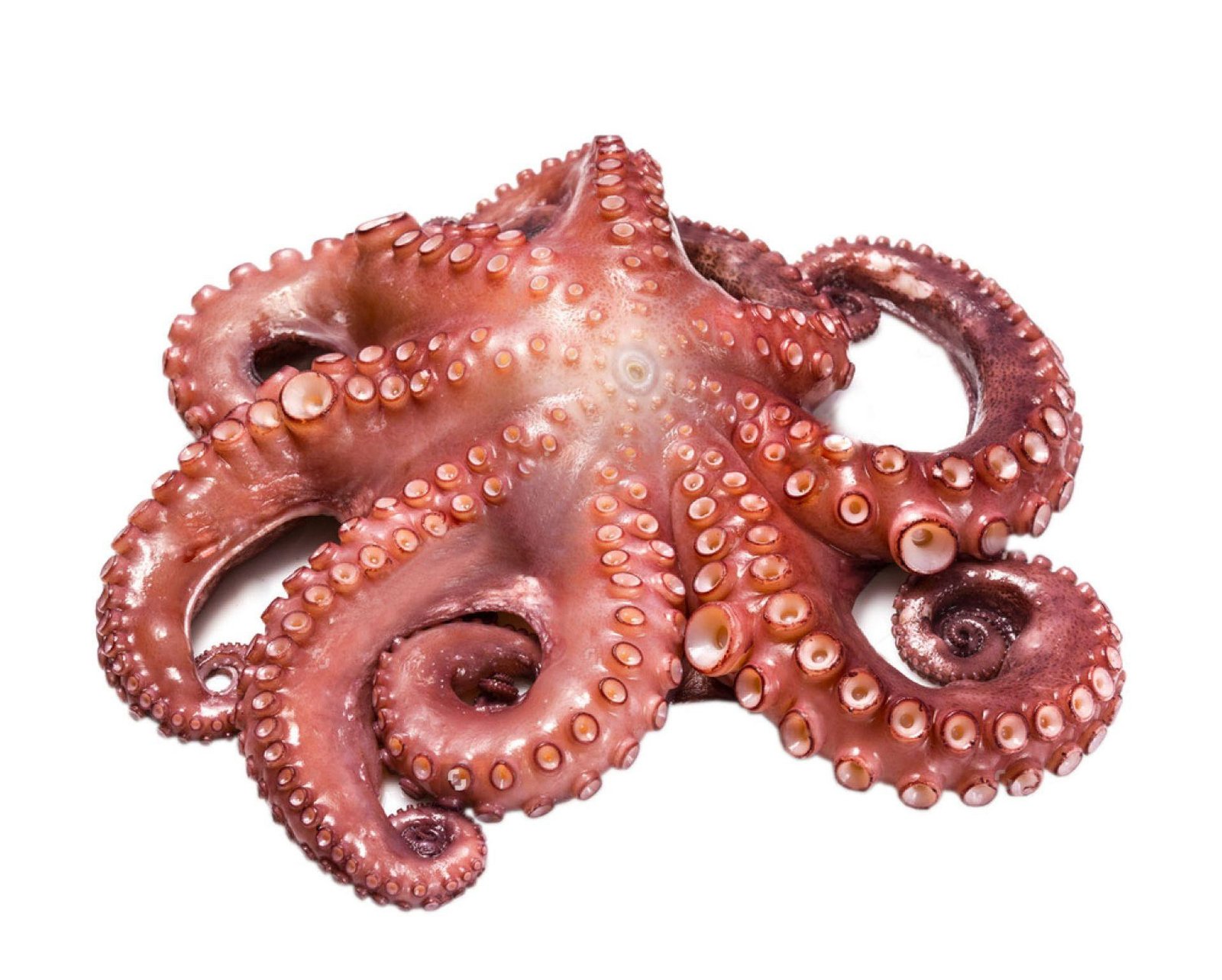 BOILED OCTOPUS